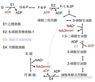 糖解途徑口訣|糖酵解要点及口诀